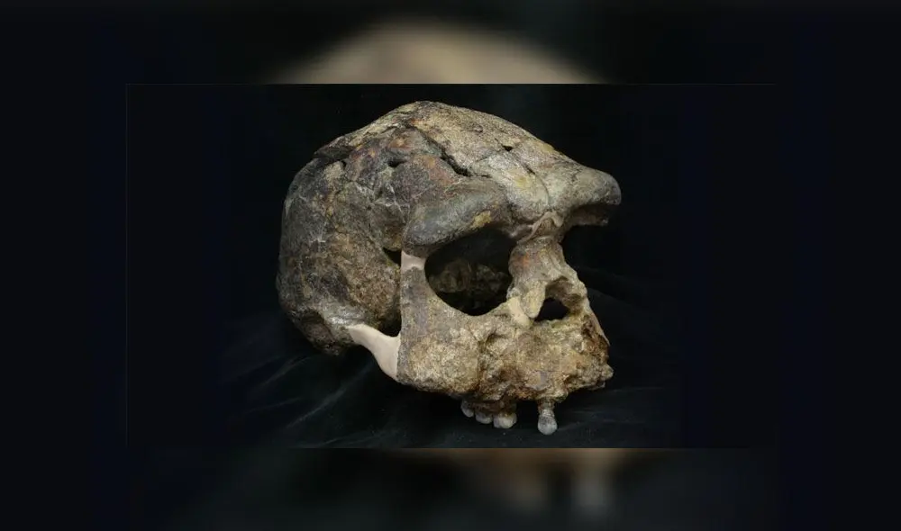 Cráneo de un Homo Erectus, el posible ancestro misterioso que sugiere la investigación. Foto: Hisao Baba / Munseo Nacional de Naturaleza e Historia. Cráneo de un Homo Erectus, el posible ancestro misterioso que sugiere la investigación. Foto: Hisao Baba / Munseo Nacional de Naturaleza e Historia.