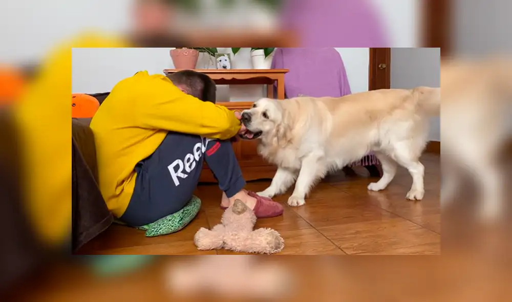 En YouTube se hizo viral la tierna reacción de un perro al notar que su dueño estaba triste. En YouTube se hizo viral la tierna reacción de un perro al notar que su dueño estaba triste.