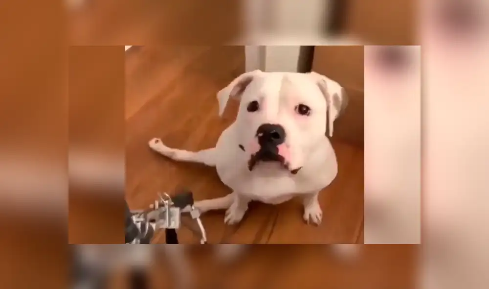 Vía YouTube: esta es la emocionante reacción de un perro parapléjico al recibir una silla de ruedas [VIDEO]