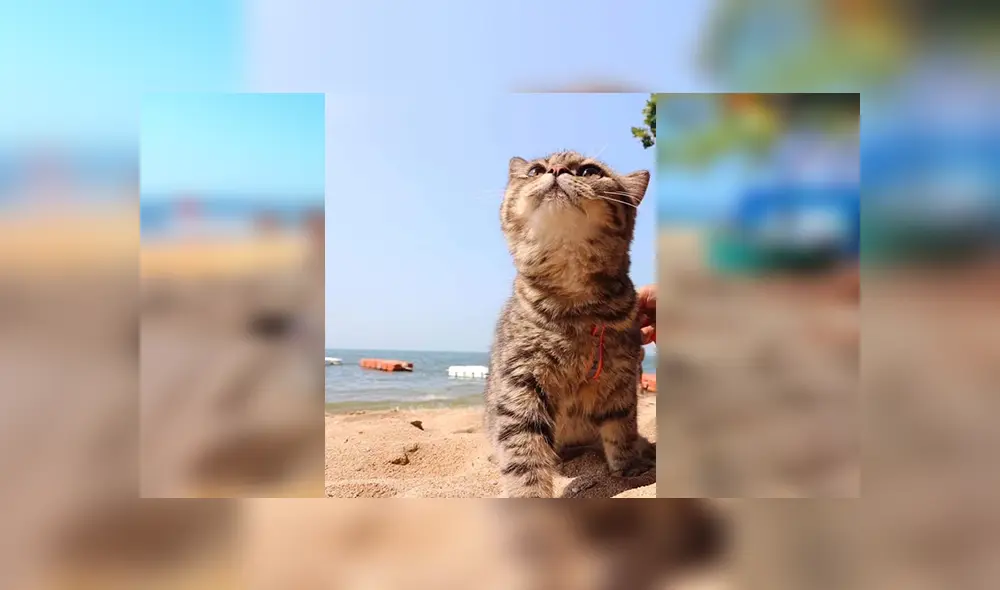En Facebook, un pequeño gato visitó una maravillosa playa junto a su dueña y demostró su felicidad.