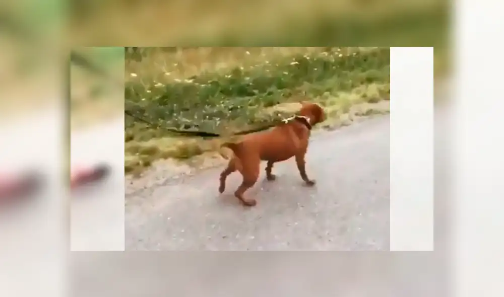 En Facebook, un perro salió a dar su primera caminata con su nueva familia y saltó de alegría por la calle.