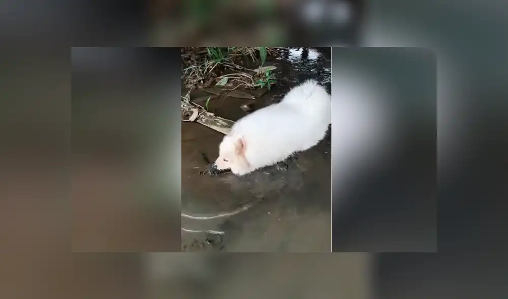 Facebook viral: mujer baña y deja reluciente a su perro y la mascota hace la peor travesura del mundo Facebook viral: mujer baña y deja reluciente a su perro y la mascota hace la peor travesura del mundo
