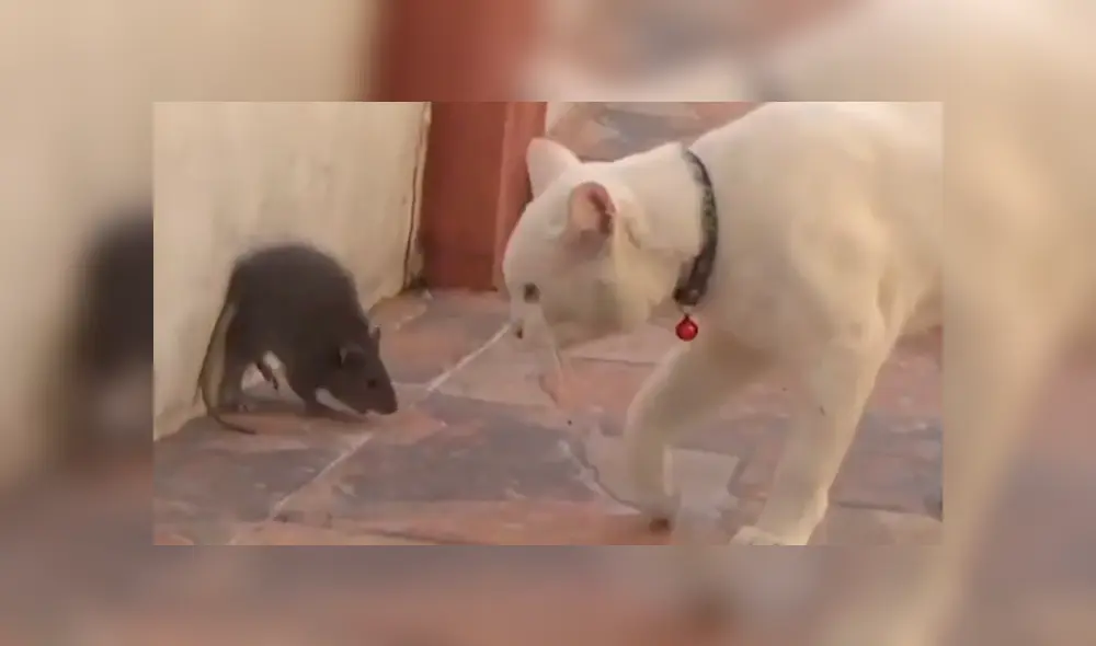 La enorme rata no permitió que el gato lo muerda y lo atacó en varias ocasiones. Foto: captura. La enorme rata no permitió que el gato lo muerda y lo atacó en varias ocasiones. Foto: captura.