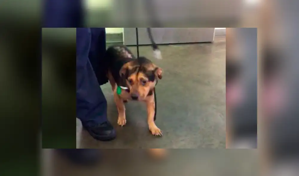 Desliza para ver el cambio de este perro que conmovió a todos en Facebook. Foto: Captura.