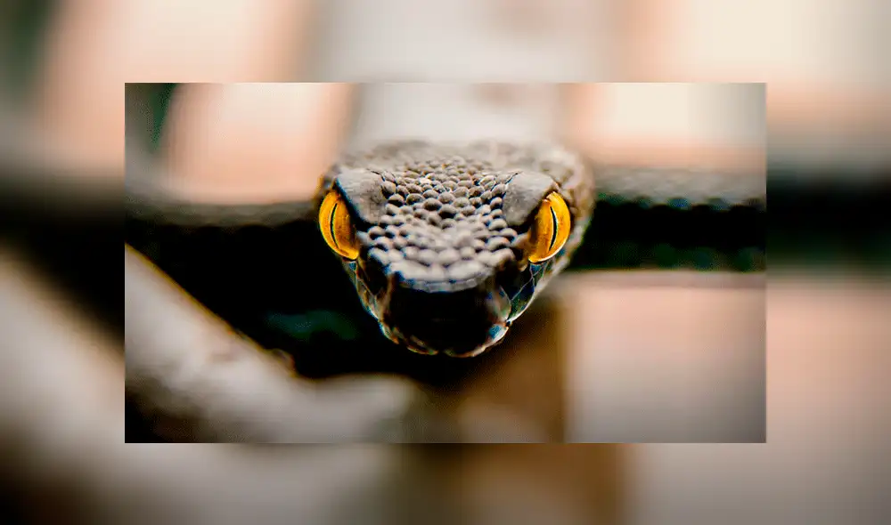 YouTube viral: cercenan el cuerpo de serpiente y encuentran increíble criatura dentro [VIDEO]