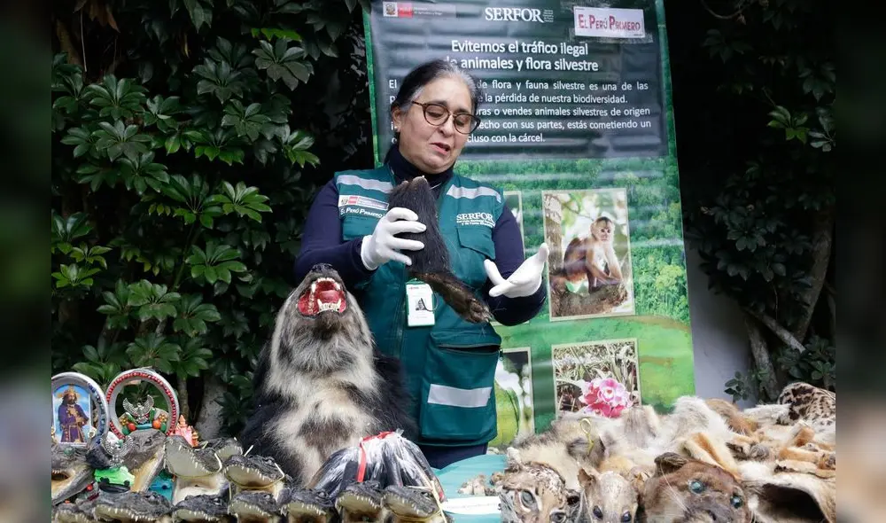 Serfor informa que en la actualidad son 389 las especies de fauna amenazada Serfor informa que en la actualidad son 389 las especies de fauna amenazada