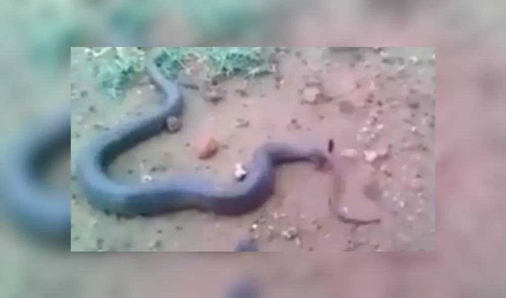 Voraz serpiente pare a sus crías y genera terror en usuarios de Facebook por el aspecto de los reptiles bebés. Voraz serpiente pare a sus crías y genera terror en usuarios de Facebook por el aspecto de los reptiles bebés.