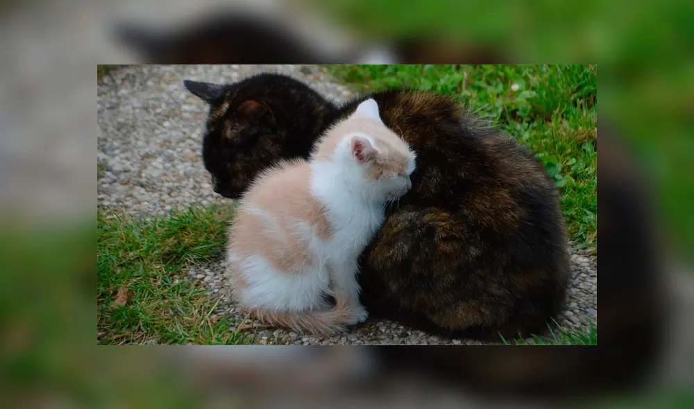 La madre aguardó pacientemente que atendieran a su cría, pero sin alejarse de los médicos.