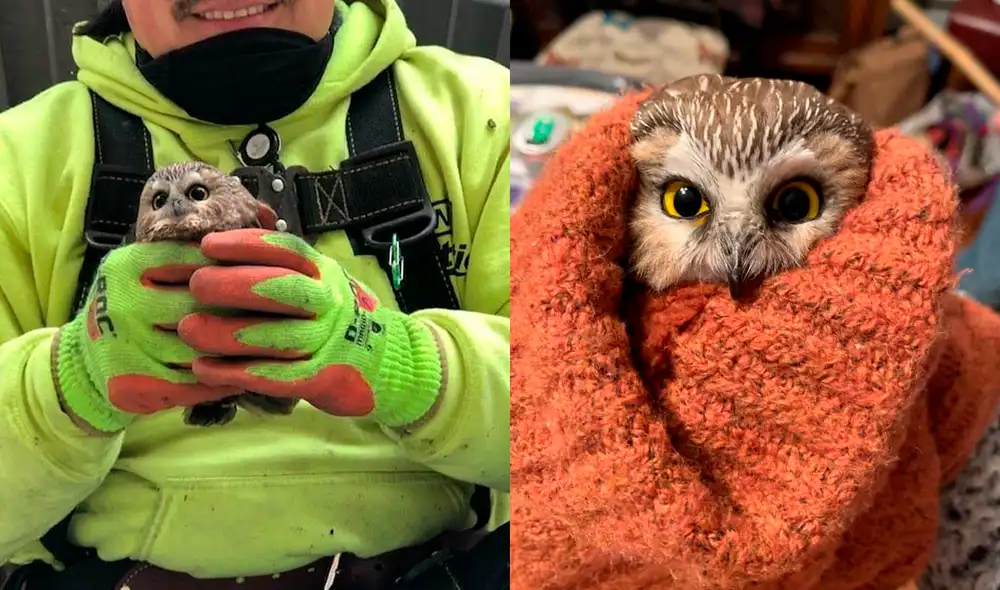 El ave viajó más de 300 kilómetros aferrado a su 'hogar'. Foto: Lindsay Possumato El ave viajó más de 300 kilómetros aferrado a su 'hogar'. Foto: Lindsay Possumato