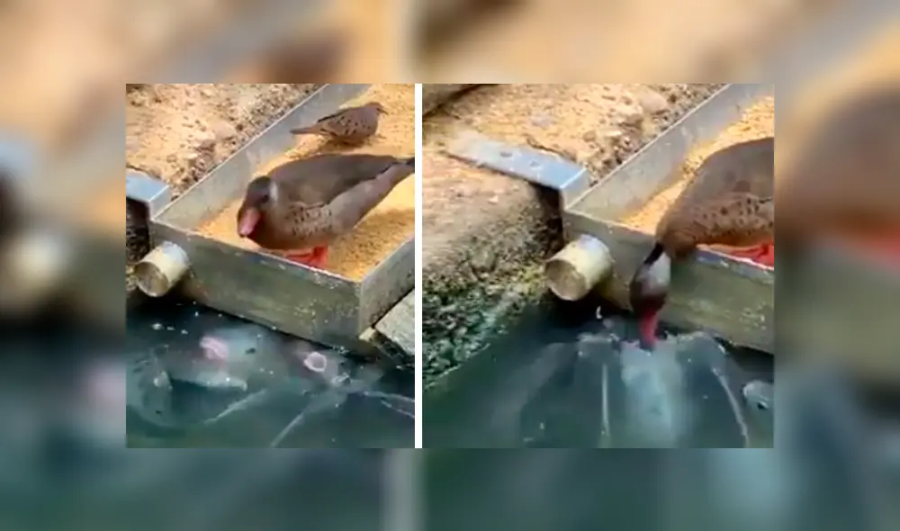 Vía Facebook. Turista registró el singular momento en que el ave saca parte de su alimento para dar de comer a un grupo de hambrientos peces Vía Facebook. Turista registró el singular momento en que el ave saca parte de su alimento para dar de comer a un grupo de hambrientos peces
