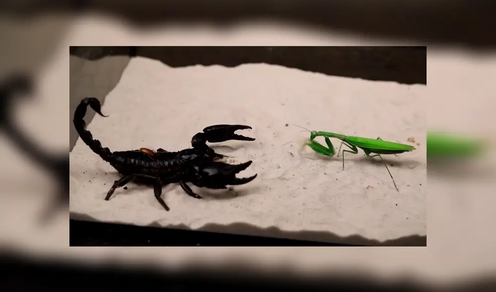 Desliza para ver los momentos más impactantes de la feroz batalla entre las letales criaturas. Desliza para ver los momentos más impactantes de la feroz batalla entre las letales criaturas.