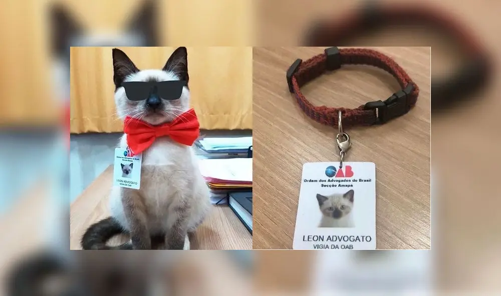 Ahora León es el 'advogato' de los animales. Foto: composición Ahora León es el 'advogato' de los animales. Foto: composición