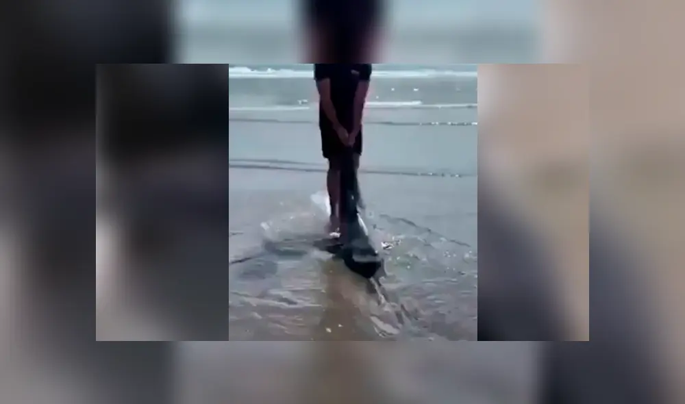 Facebook viral: encuentra tiburón varado en la playa, lo regresa al mar y este revive de forma milagrosa Facebook viral: encuentra tiburón varado en la playa, lo regresa al mar y este revive de forma milagrosa