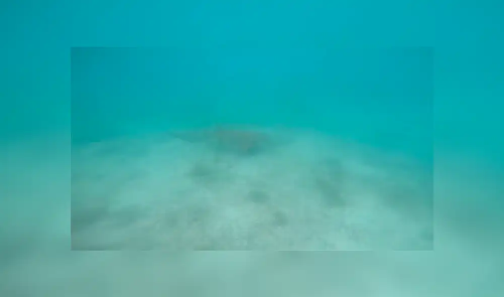 Un video viral muestra cómo un hombre hizo algo increíble para evitar se devorado por un gigantesco tiburón.