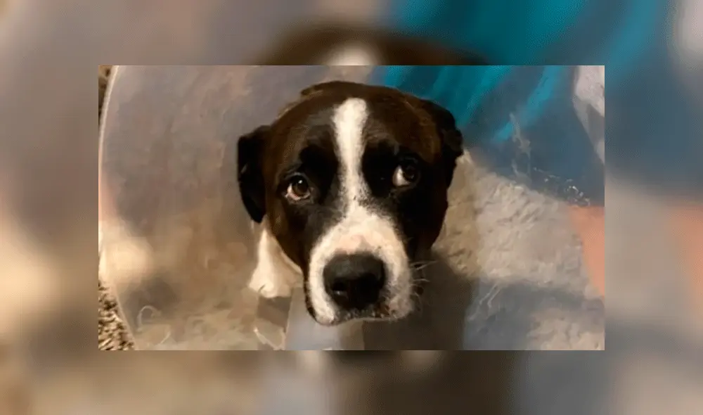 Baz debe ser sometido a una segunda y más costosa operación. Foto: GoFundMe.