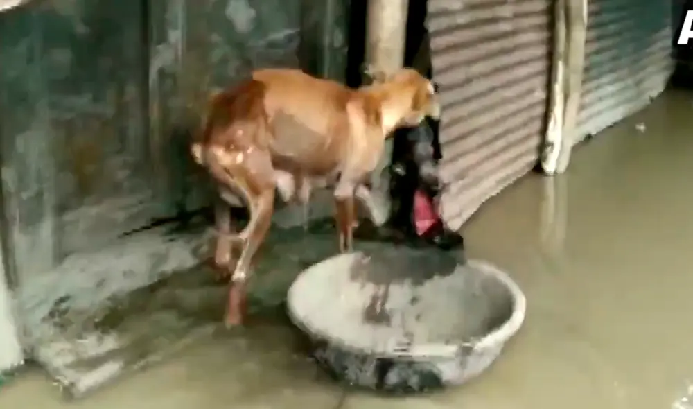 La aldea donde se encuentra la perrita viene sufriendo inundaciones por las intensas lluvias. Foto: ANI / Twitter La aldea donde se encuentra la perrita viene sufriendo inundaciones por las intensas lluvias. Foto: ANI / Twitter