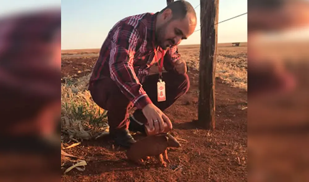 Desliza las imágenes para apreciar el tierno gesto de un hombre al brindar agua a un pequeño armadillo. Foto: Captura de YouTube
