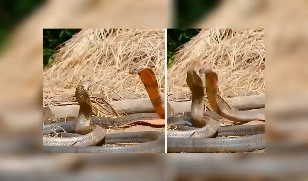 Facebook viral: peligrosas serpientes inician lucha y sucede algo increíble [VIDEO] 