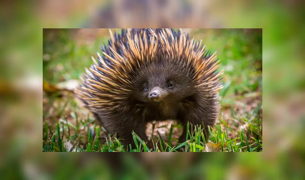 En YouTube, un joven encontró al misterioso animal que escapó de las llamas para salvar su vida. En YouTube, un joven encontró al misterioso animal que escapó de las llamas para salvar su vida.
