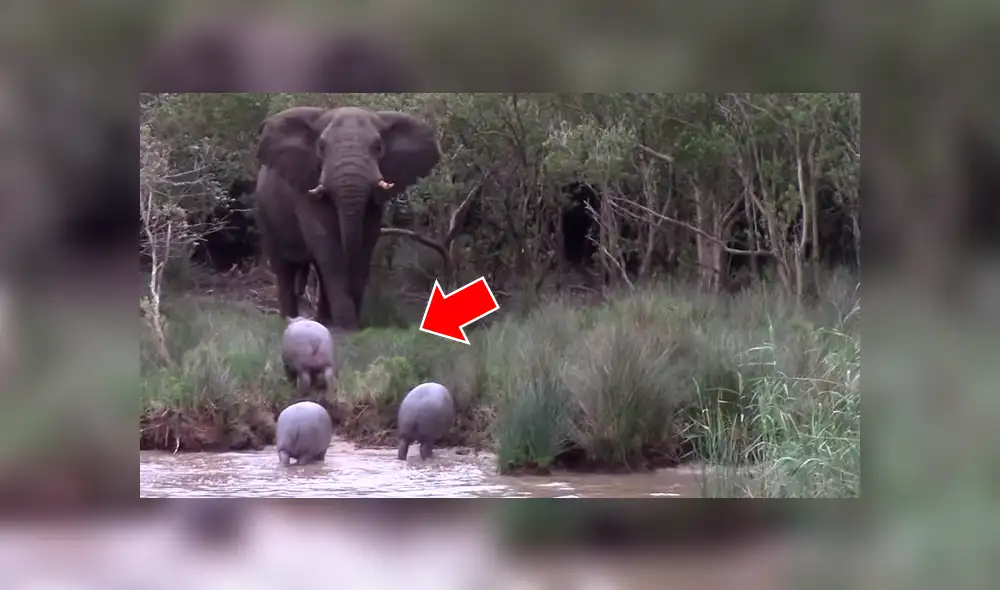 Crías de hipopótamos se topan con impetuoso elefante y este reacciona de manera inusual [VIDEO]