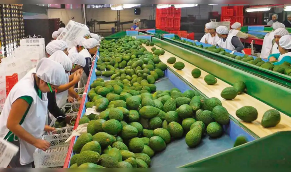 Palo Redondo. Palo Redondo.