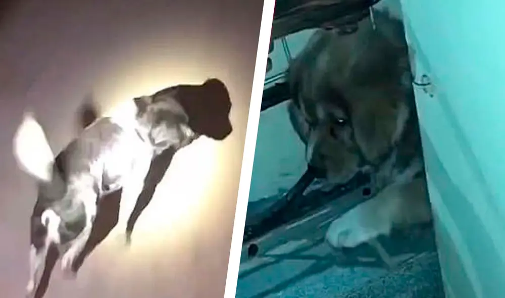 Desliza las imágenes para ver a la tierna perrita pidiendo ayuda a los bomberos para rescatar a su cachorro. Foto: captura de YouTube Desliza las imágenes para ver a la tierna perrita pidiendo ayuda a los bomberos para rescatar a su cachorro. Foto: captura de YouTube
