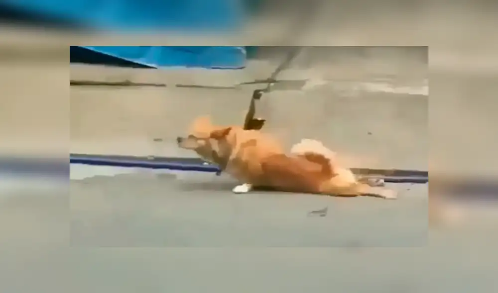 Facebook viral: Chico se conmueve de perro callejero, le invita comida y ocurre lo inesperado