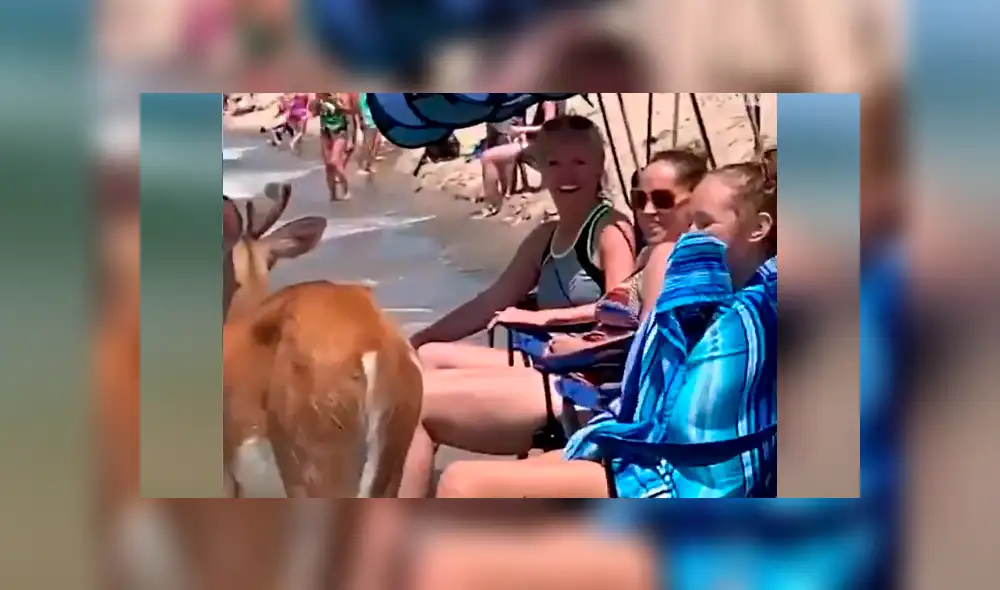 Bañistas se encuentran 'cara a cara' con ciervo dentro de playa.