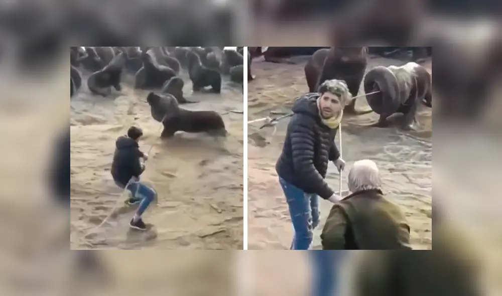 En YouTube, un joven acudió a una alejada playa y se percató del peligro que corría un indefenso lobo marino. En YouTube, un joven acudió a una alejada playa y se percató del peligro que corría un indefenso lobo marino.