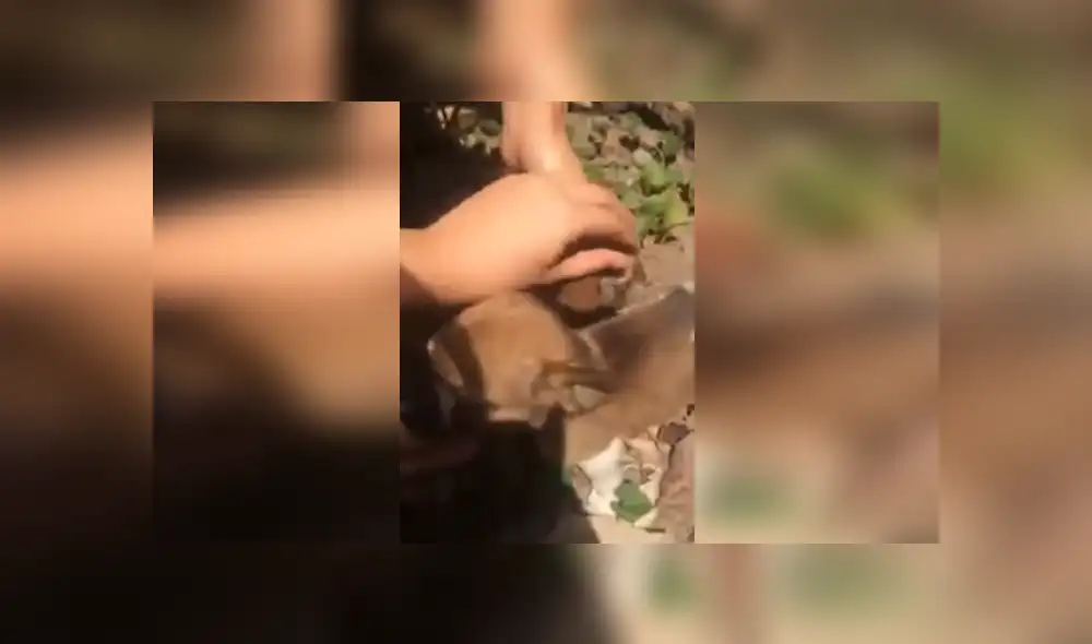 Desliza hacia la izquierda para ver más imágenes de este conmovedor rescate. (Foto: captura / YouTube)