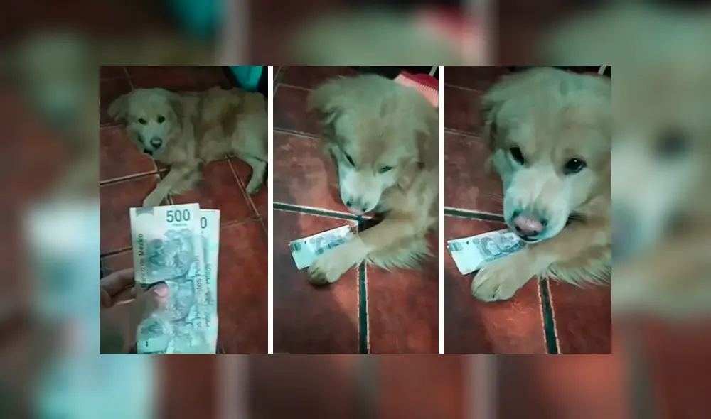 Desliza las imágenes hacia la izquierda para conocer la acción de un perro para vigilar el dinero de su dueña. Desliza las imágenes hacia la izquierda para conocer la acción de un perro para vigilar el dinero de su dueña.