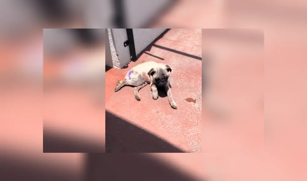 Desliza las imágenes para conocer la conmovedora historia de un perro pug que fue adoptado por un joven.