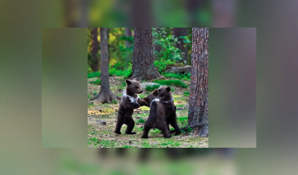 Vía Facebook. Los tiernos osos formaron una ronda y comenzaron a jugar como si fueran unos niños. Vía Facebook. Los tiernos osos formaron una ronda y comenzaron a jugar como si fueran unos niños.