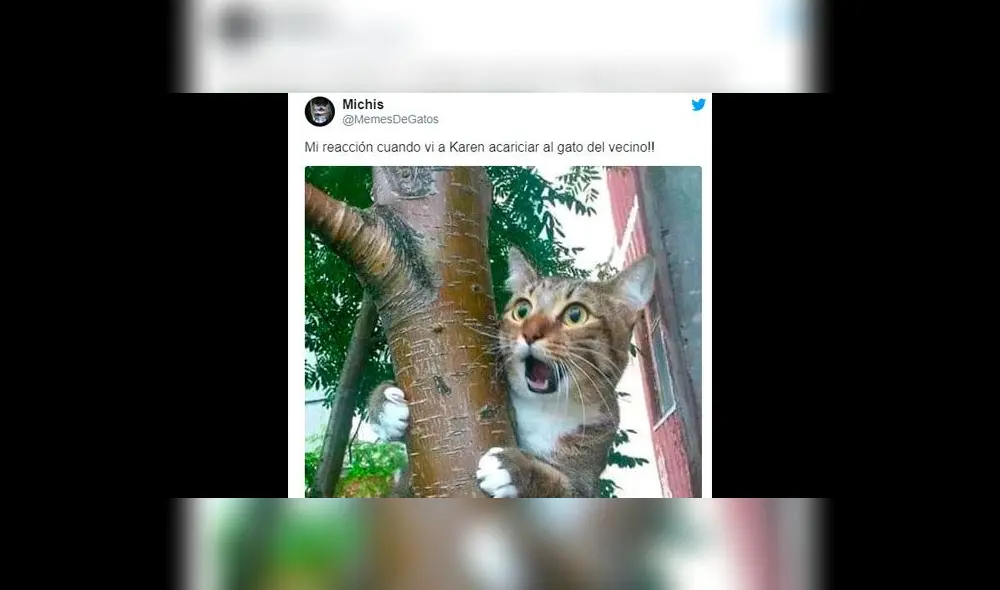 Creativos memes fueron compartidos en redes sociales por el Día Internacional del Gato. Creativos memes fueron compartidos en redes sociales por el Día Internacional del Gato.