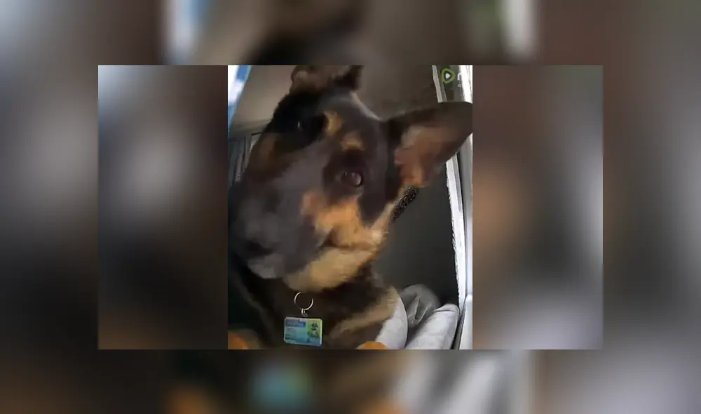 Mediante YouTube se compartió un video que muestra la divertida reacción de un perro al ver una cámara de seguridad en su casa.