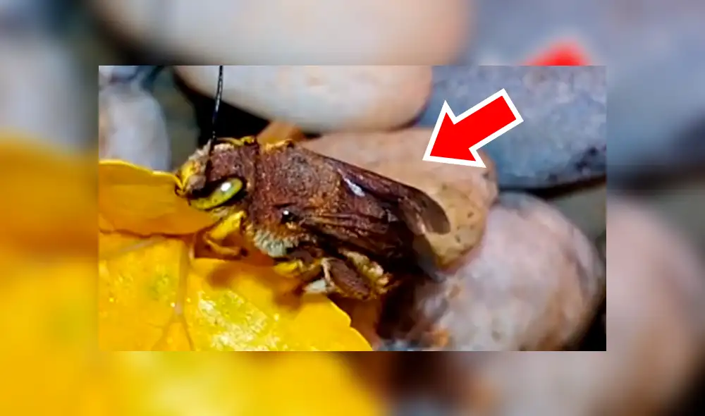 YouTube viral: criatura pare cientos de sus crías dentro de una casa y familia queda impactada [VIDEO]