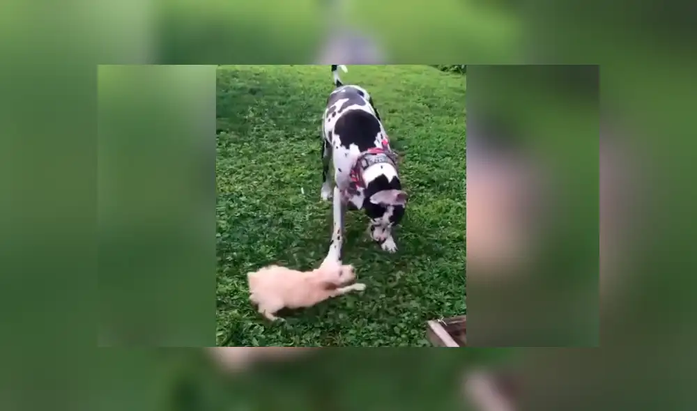 Desliza para ver los momentos más destacados del tierno video que se hizo viral en Facebook. Desliza para ver los momentos más destacados del tierno video que se hizo viral en Facebook.