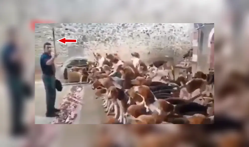 YouTube viral: critican a cazador que alimentó con látigo a jauría de perros hambrientos [VIDEO] 