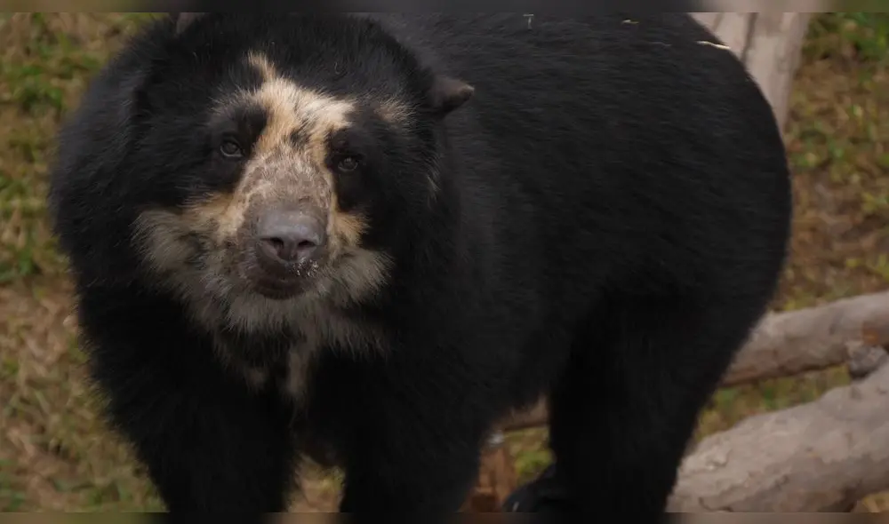 El Oso de los bosques andinos [VIDEO]