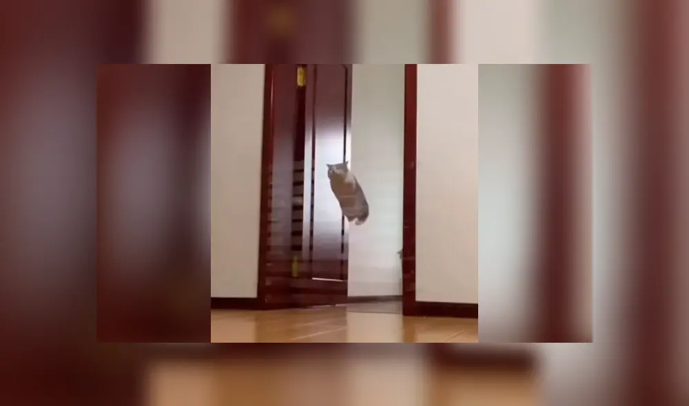 Desliza las imágenes hacia la izquierda para observar a un gato queriendo superar un juego creado por su dueño.
