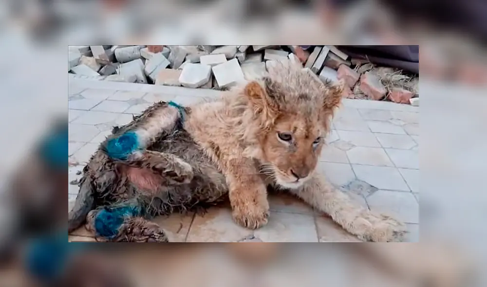 Simba, se convirtió en un objeto de atracción para miles de turistas. Foto: Dayli Mail