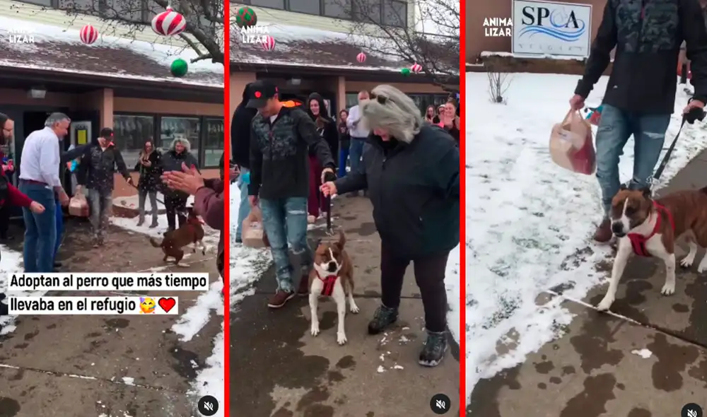 La perrita fue llamada Bonita y se despidió de todos los trabajadores que la cuidaron. Foto: Animalizar/captura Instagram La perrita fue llamada Bonita y se despidió de todos los trabajadores que la cuidaron. Foto: Animalizar/captura Instagram