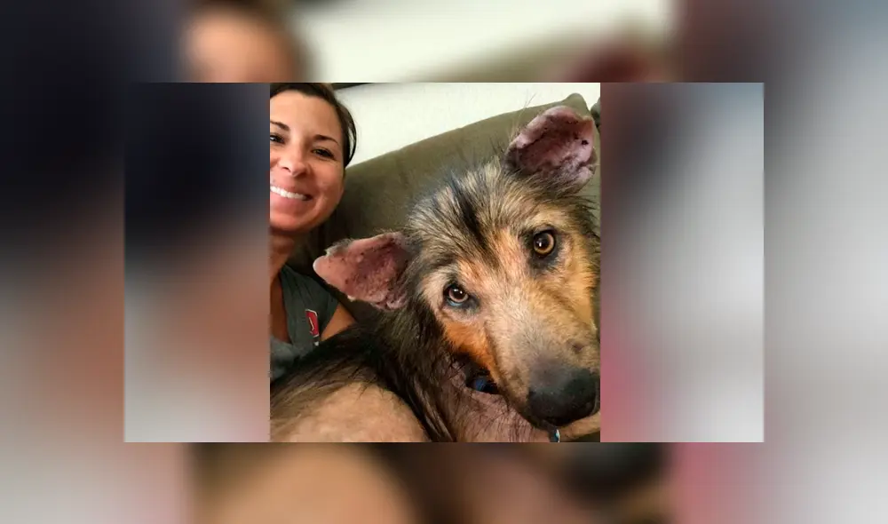 Desliza las imágenes para ver el drástico cambio que sufrió un perro que fue rescatado de la calle al borde de la muerte. Foto: Facebook. Desliza las imágenes para ver el drástico cambio que sufrió un perro que fue rescatado de la calle al borde de la muerte. Foto: Facebook.