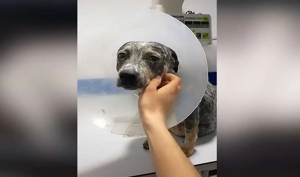 Desliza las imágenes para conocer un poco más sobre esta cachorra que fue abandonada. Foto: captura de TikTok/@rhauxiliarveterinario