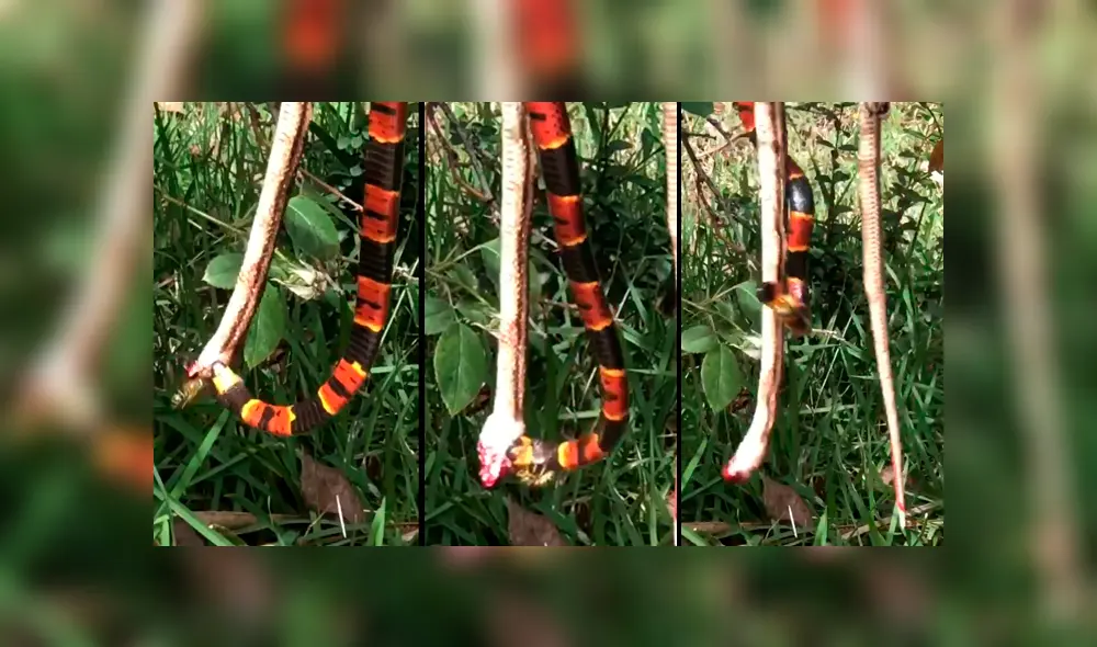 El avispón empezó a picar a la mortal serpiente, que tuvo una increíble reacción. Foto: captura. El avispón empezó a picar a la mortal serpiente, que tuvo una increíble reacción. Foto: captura.