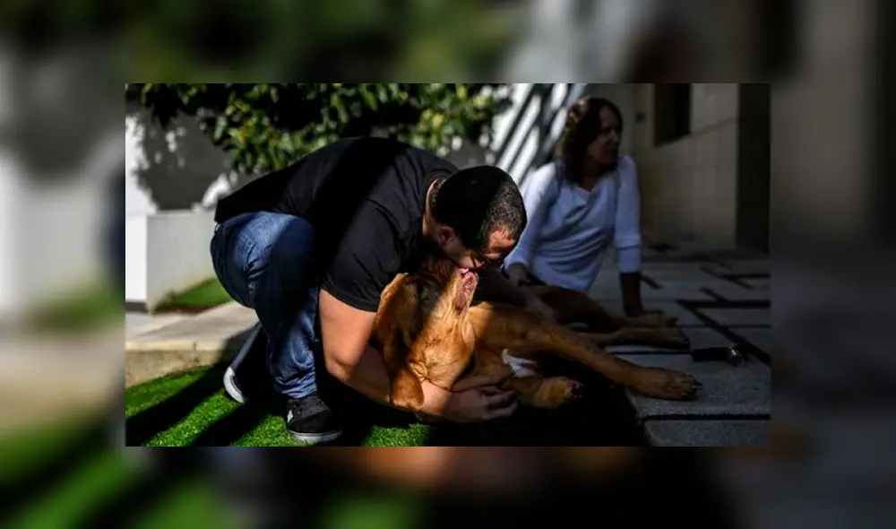 Ronda, la perrita que fue salvada por una fibra de carbono en Portugal. Foto: AFP. Ronda, la perrita que fue salvada por una fibra de carbono en Portugal. Foto: AFP.
