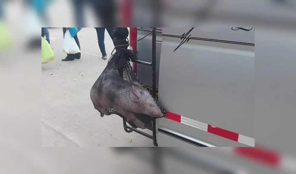 Maltrato animal. Cerdo era transportado de cruel manera. Créditos: Facebook. Maltrato animal. Cerdo era transportado de cruel manera. Créditos: Facebook.