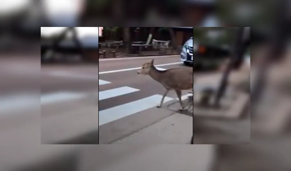 Desliza hacia la izquierda para ver más del video viral Desliza hacia la izquierda para ver más del video viral