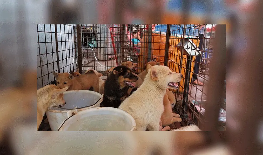 El gobierno chino dejó de clasificar a los perros como ganado en mayo. Foto: Daily Mail.