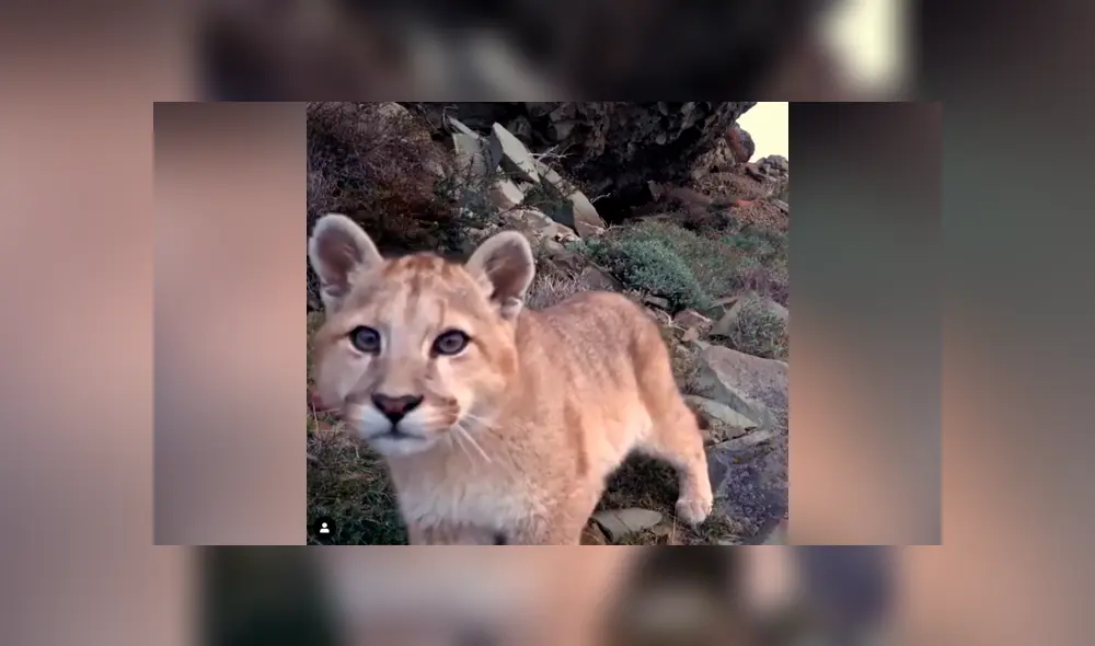 Desliza hacia la izquierda para ver las imágenes del puma bebé que fue captado por una cámara escondida en el recinto de felinos. El video es viral en YouTube.